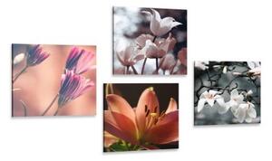 Set obrazů něžnost květin - 4x 40x40 cm
