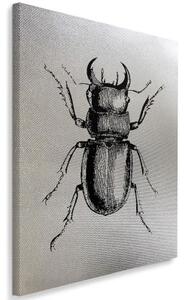 Obraz na plátně Brouk Hmyz - 60x90 cm