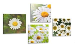 Set obrazů kouzelné květiny - 4x 40x40 cm