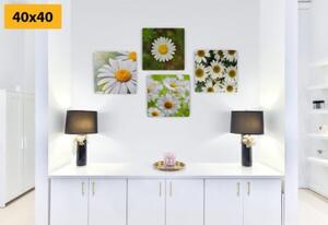Set obrazů kouzelné květiny - 4x 40x40 cm