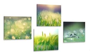 Set obrazů ranní rosa na louce - 4x 60x60 cm