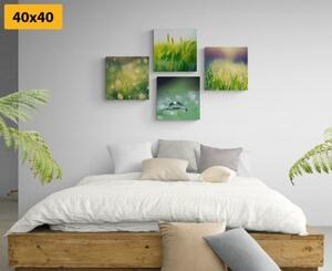 Set obrazů ranní rosa na louce - 4x 40x40 cm