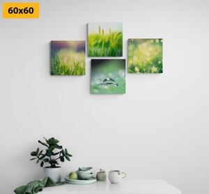 Set obrazů ranní rosa na louce - 4x 40x40 cm