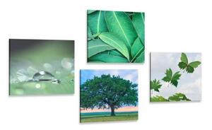Set obrazů příroda plná zeleně - 4x 40x40 cm