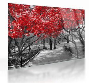 Skleněný obraz - Červené stromy, Central Park, New York (70x50 cm)