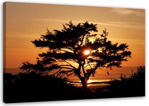 Obraz na plátně Strom moře západ slunce - 120x80 cm