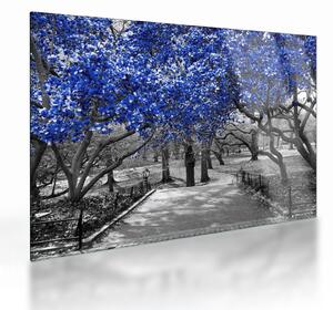 Skleněný obraz - Modré stromy, Central Park, New York (70x50 cm)