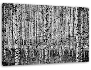 Obraz na plátně Březový les - 90x60 cm