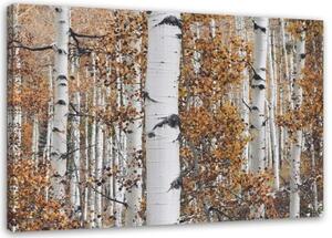 Obraz na plátně Příroda březového lesa - 100x70 cm