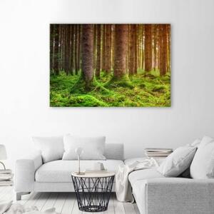 Obraz na plátně Stromy Příroda Krajina - 90x60 cm