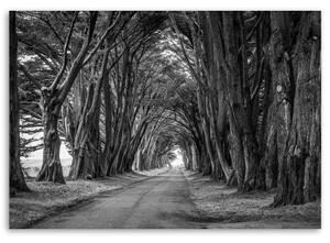 Obraz na plátně Stromy Černý bílý park - 60x40 cm