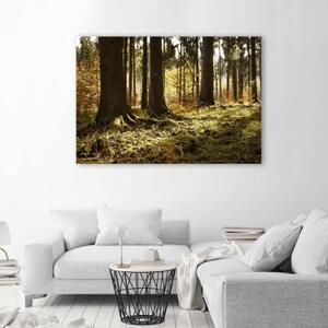 Obraz na plátně Lesní krajina Příroda - 60x40 cm