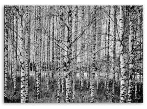 Obraz na plátně Březový les - 60x40 cm
