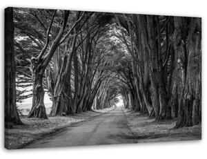 Obraz na plátně Stromy Černý bílý park - 90x60 cm