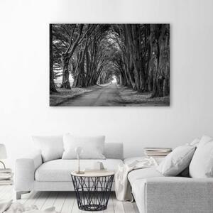 Obraz na plátně Aleje stromů v PARKU černobíle - 60x40 cm