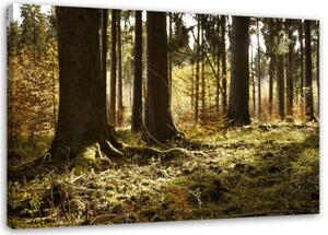 Obraz na plátně Lesní krajina Příroda - 100x70 cm