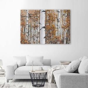 Obraz na plátně Příroda březového lesa - 60x40 cm