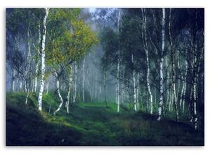 Obraz na plátně Březový les v mlze - 60x40 cm