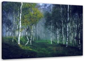 Obraz na plátně Březový les v mlze Krajina - 120x80 cm