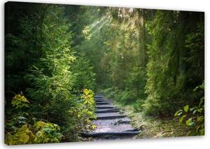 Obraz na plátně Lesní příroda Zelená krajina - 100x70 cm