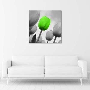 Obraz na plátně Tulipány zelená šedá - 40x40 cm