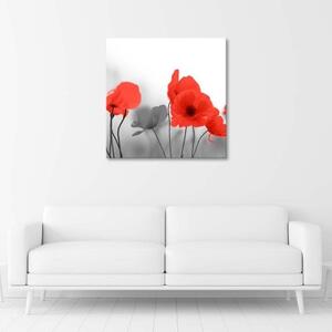 Obraz na plátně Červené letní vlčí máky Příroda Šedá - 40x40 cm
