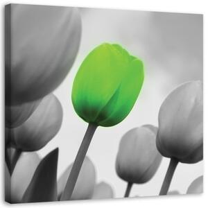 Obraz na plátně Tulipány zelená šedá - 30x30 cm