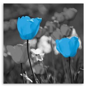 Obraz na plátně Tulipánové květiny Příroda Modrá - 30x30 cm