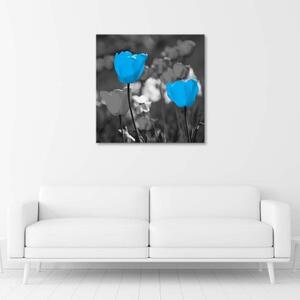 Obraz na plátně Modrý tulipán Květina Příroda - 30x30 cm