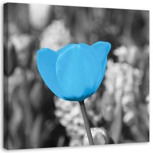 Obraz na plátně Tulipánové květiny Modrá - 40x40 cm