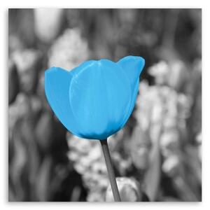 Obraz na plátně Tulipánové květiny Modrá - 30x30 cm