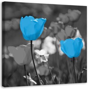 Obraz na plátně Tulipánové květiny Příroda Modrá - 40x40 cm