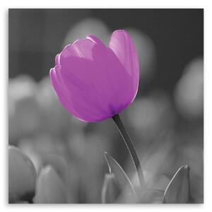 Obraz na plátně Tulipánový květ fialový - 30x30 cm