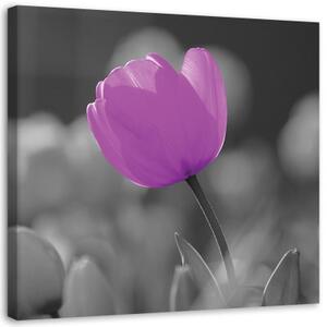 Obraz na plátně Tulipánový květ fialový - 40x40 cm
