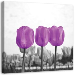 Obraz na plátně Tulipány Louka Příroda Květina Fialová - 40x40 cm