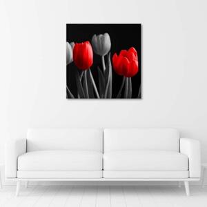Obraz na plátně Květiny Tulipány Červená Šedá - 40x40 cm