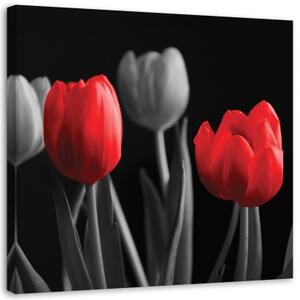 Obraz na plátně Květiny Tulipány Červená Šedá - 30x30 cm
