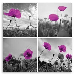 Obraz na plátně Sada fialových polních máků - 30x30 cm