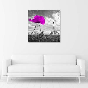 Obraz na plátně Květiny Fialový mák Květina na louce - 30x30 cm