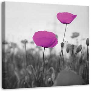 Obraz na plátně Polní máky fialové - 40x40 cm