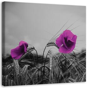 Obraz na plátně Vlčí máky fialové - 30x30 cm