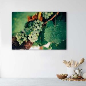 Obraz na plátně Hrozny Rostlina Hrozny Ovoce - 60x40 cm