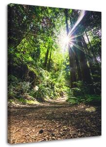 Obraz na plátně Džungle Les Příroda Zelená - 60x90 cm