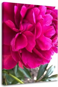 Obraz na plátně Pivoňka květ růžová příroda - 60x90 cm