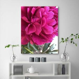 Obraz na plátně Pivoňka růžový květ příroda - 40x60 cm