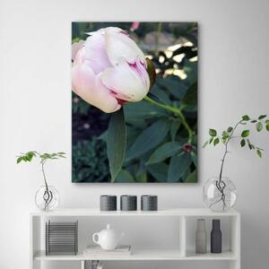 Obraz na plátně Pivoňka růžový květ - 70x100 cm