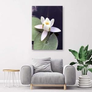 Obraz na plátně Vodní lilie Květiny Příroda - 40x60 cm