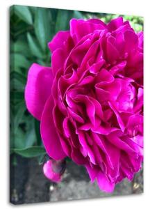 Obraz na plátně Pivoňka růžový květ příroda - 80x120 cm