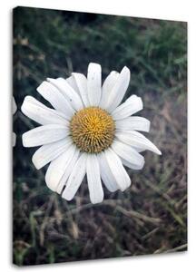 Obraz na plátně Heřmánkový květ Příroda - 80x120 cm