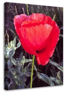 Obraz na plátně Červený mák Květina Příroda - 60x90 cm